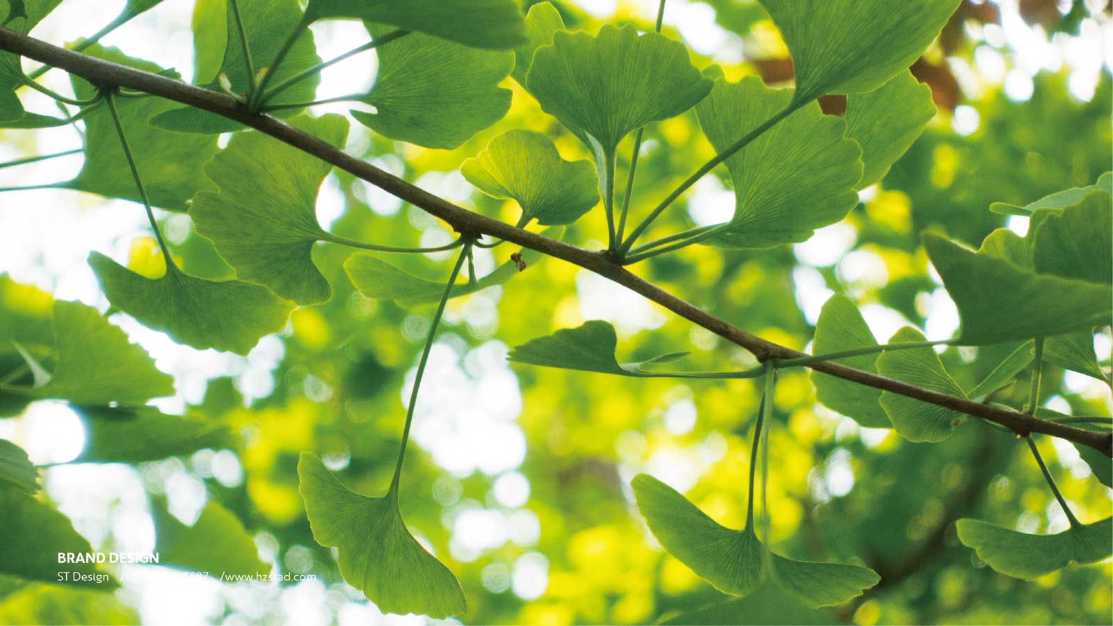 vi設計一套收費標準怎么看？