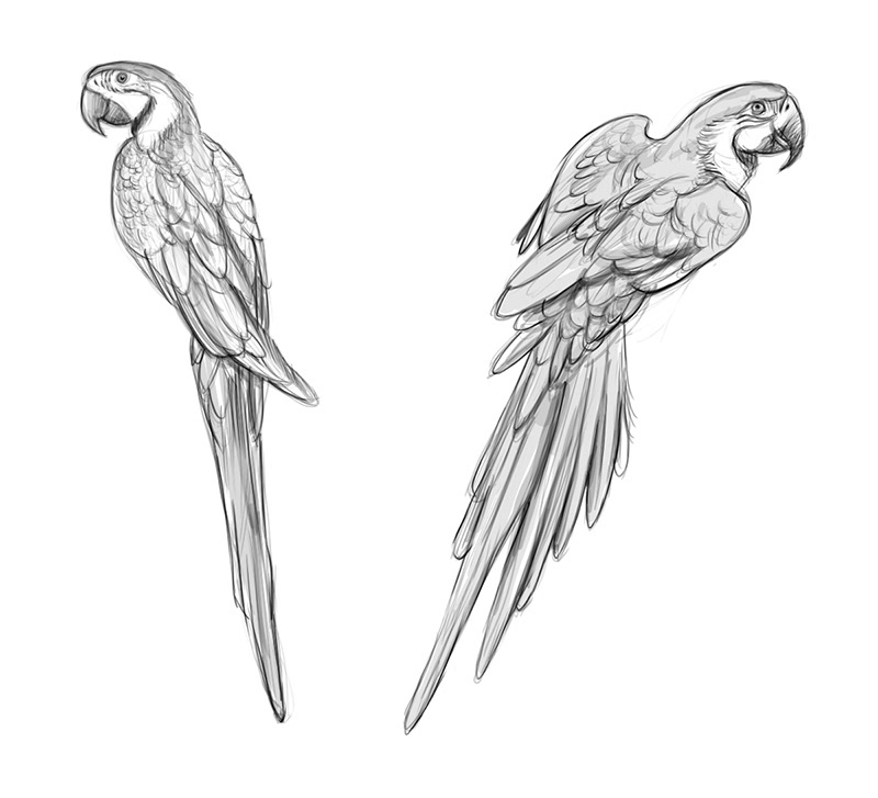 自然界野生動物來體現化妝品的純天然—護膚品包裝設計