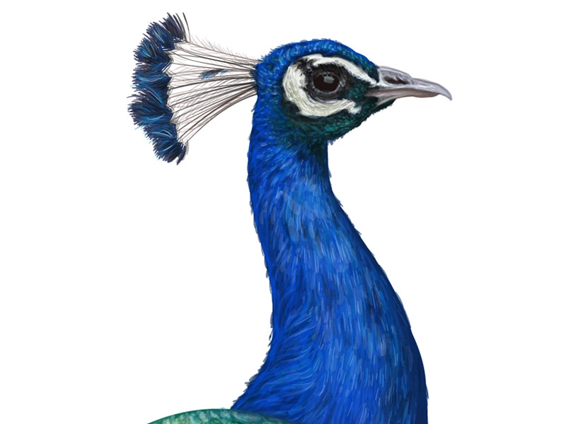 自然界野生動物來體現化妝品的純天然—護膚品包裝設計